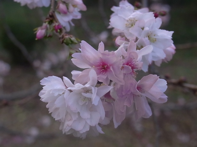 十月桜~1.JPG